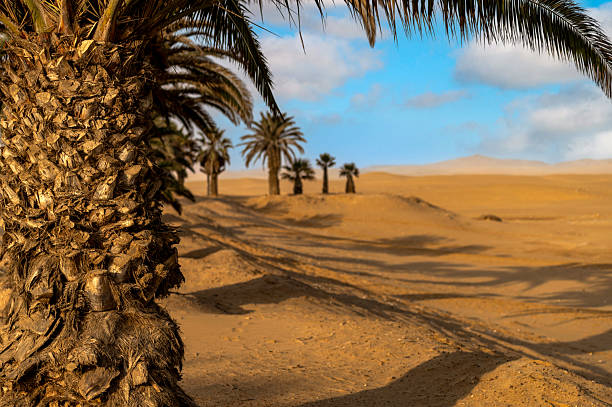 istock Palm trees in the Namib 2243912129