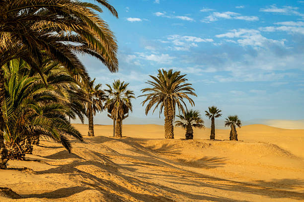 istock Palm trees in the Namib 2243912215