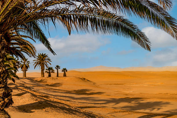istock Palm trees in the Namib 2243912217