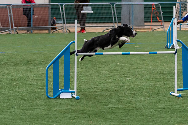 Energetic dog leaps over hurdle during agility training at a field competition