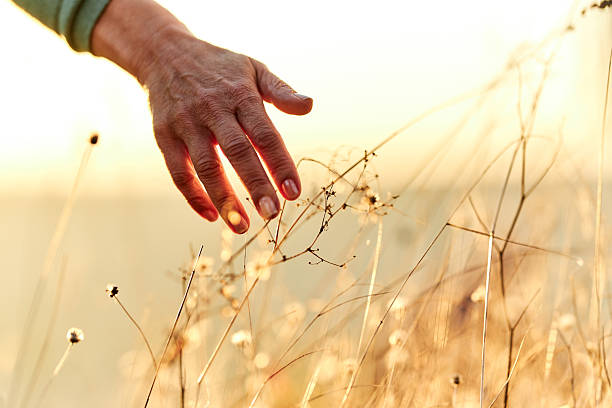 istock Unrecognizable mature woman touching tall grass in nature. 2243914054