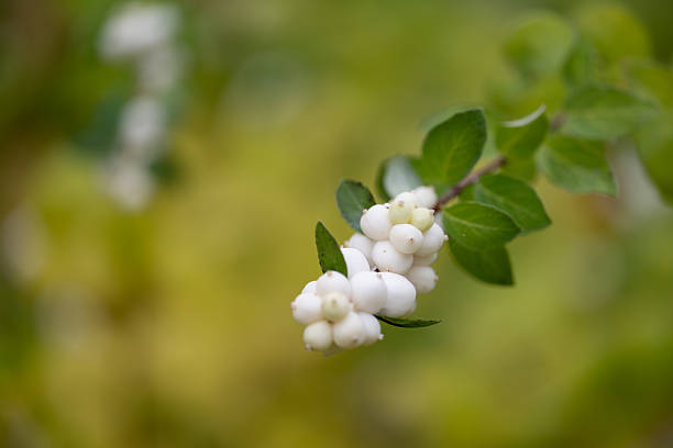 Close-up of a cluster of white berries growing on a green leafy branch with a soft, blurred background. The gentle light and natural tones create a serene, botanical atmosphere. The image captures the delicate beauty of autumn flora in a peaceful outdoor setting.