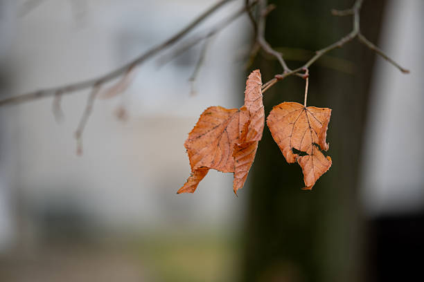 Close-up of two dry orange-brown leaves clinging to a thin tree branch in late autumn. The blurred background and soft light emphasize the fragile beauty of the fading season. The image evokes a sense of stillness, melancholy, and quiet transition in nature.