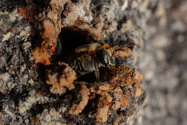istock Macro View of Melipona eburnia, the Stingless Bee 2243916257