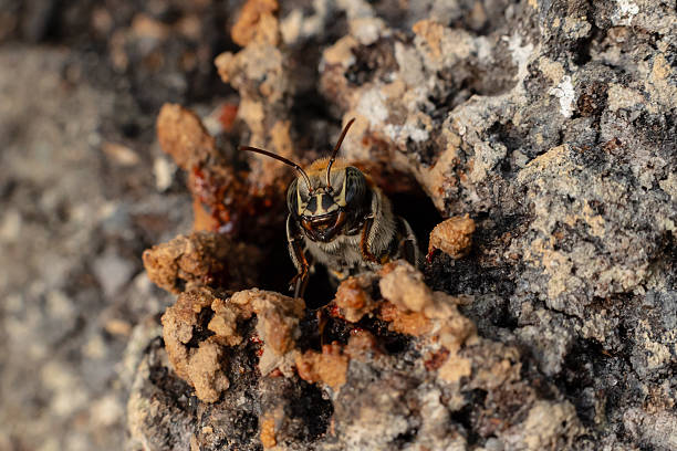 istock Macro View of Melipona eburnia, the Stingless Bee 2243916314