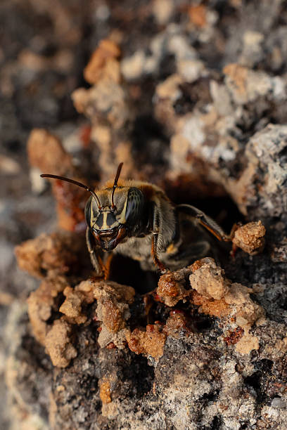 istock Macro View of Melipona eburnia, the Stingless Bee 2243916326