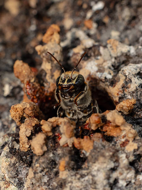 Macro View of Melipona eburnia, the Stingless Bee