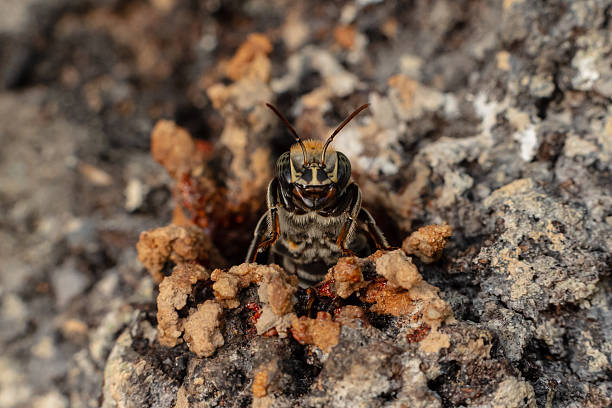 Macro View of Melipona eburnia, the Stingless Bee