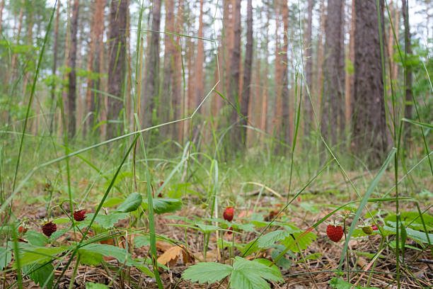 Ripe red wild strawberries in a summer forest close-up