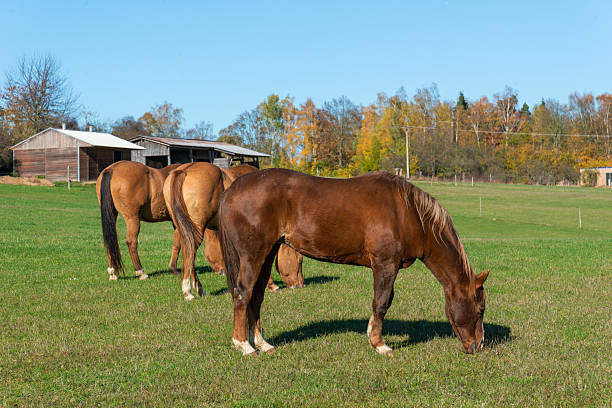 istock Horses on a pasture during autumn 2243917446