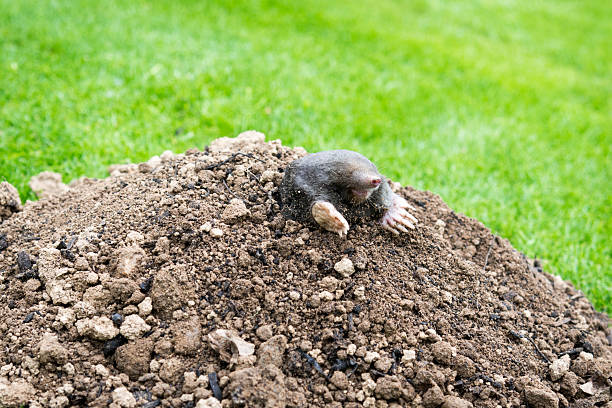istock Mole on the top of the mole hill 2243917617