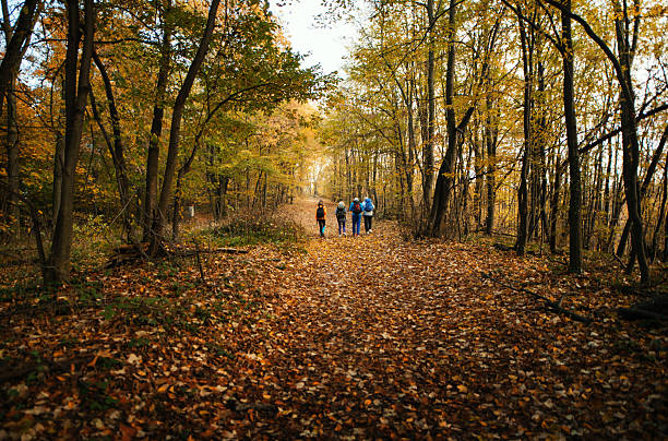 Wide angle rear view of two mature couples hiking through a forest.