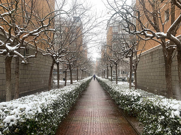 landscape of urban street with trees after snow