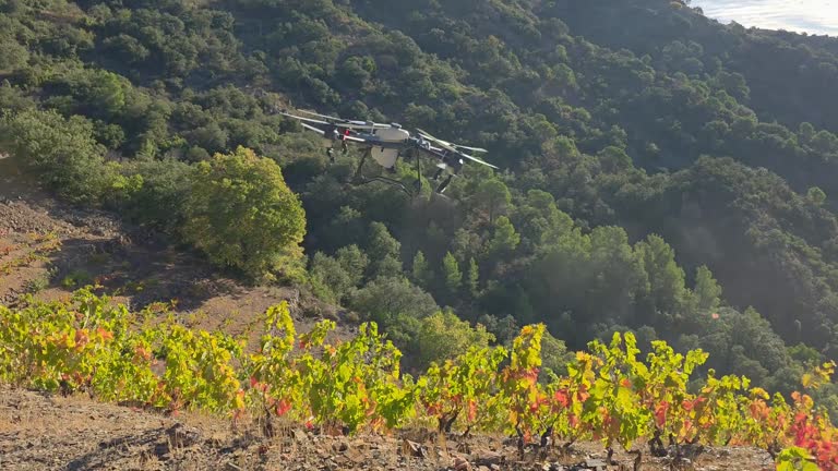 Pathway through rustic vineyards on dusty terrain captured with dramatic lateral motion. Smooth cinematic traveling showcasing the natural beauty of Priorat vineyard terraces.