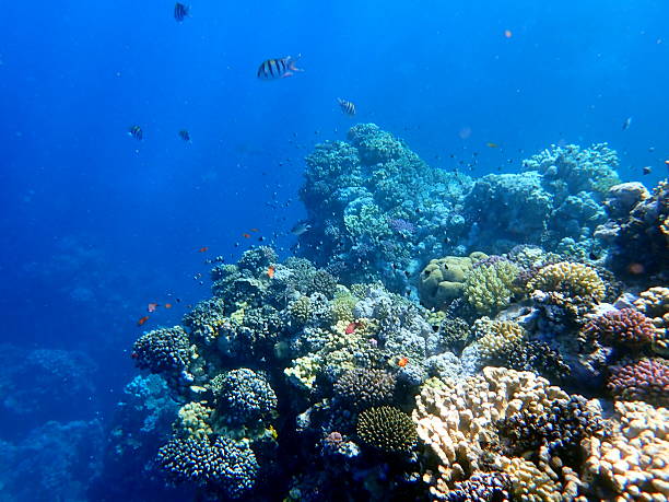 istock red sea coral reef 2243922610