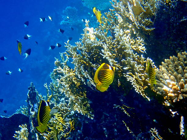 istock red sea coral reef 2243923201