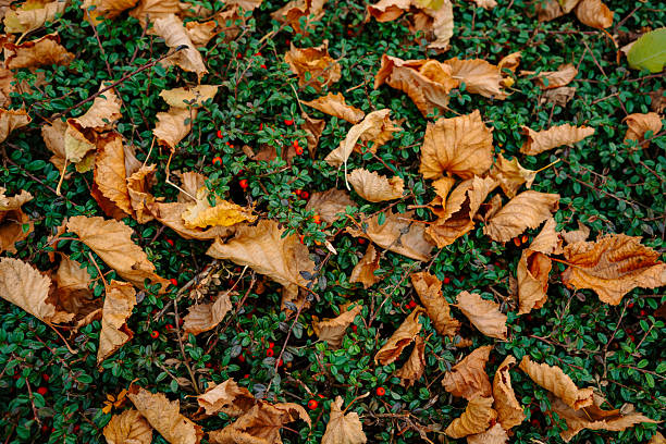 Close-up of fallen brown leaves scattered over green bushes filled with red berries. Autumn season concept illustrating change, decay, and natural transition.