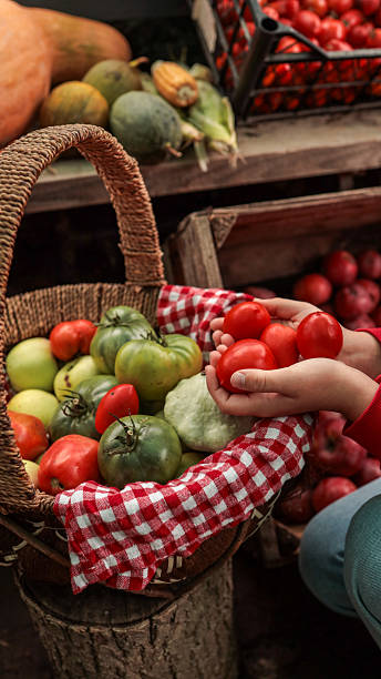 Freshly picked tomatoes in a basket at a farmer's market