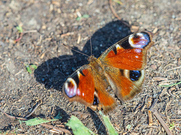 peacock butterfly perched on grey gravel