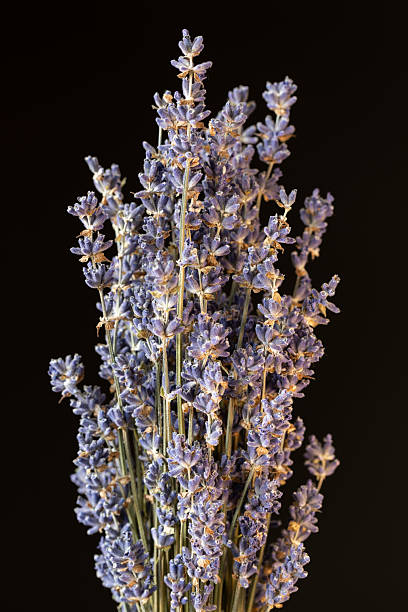 istock Fragrant dried lavender bouquet on black background. 2243925473