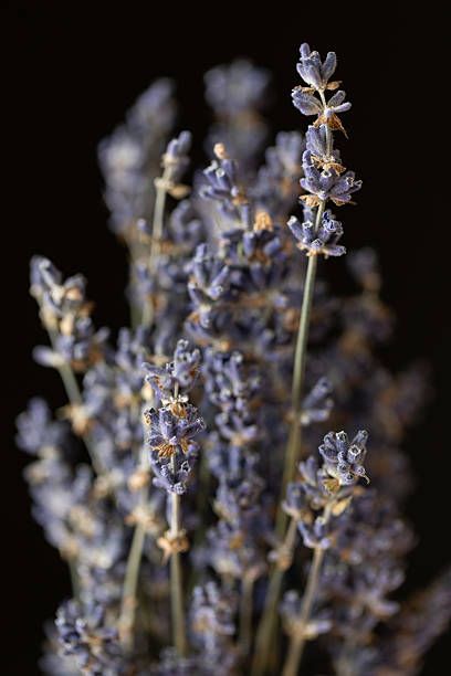 istock Elegant dried lavender sprigs on black. 2243925493