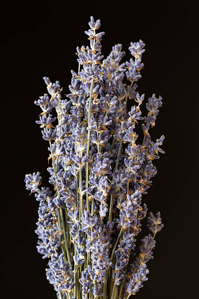 istock Fragrant dried lavender bouquet on black background. 2243925494