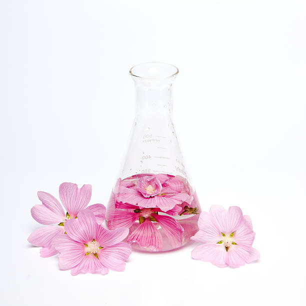 istock laboratory flask holds water and pink flowers, creating a vibrant display 2243925760