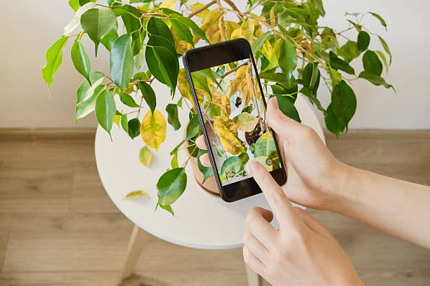 istock Women's hands diagnose yellowing on houseplant ficus using smartphone app 2243926320
