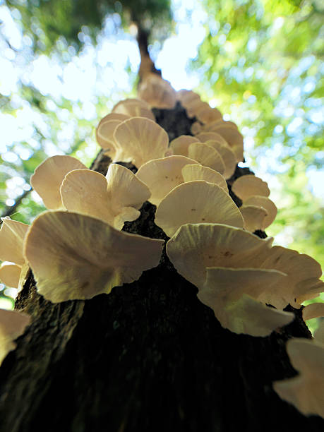 istock Inedible mushrooms that decorate the autumn forest. 2243926537