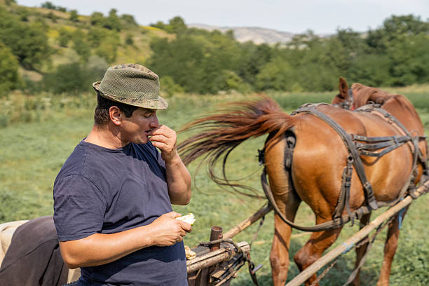 A man is grooming a white horse. The horse is tied. The man is wearing a black shirt and a hat