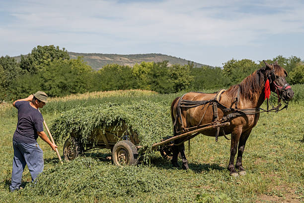 Two Horses