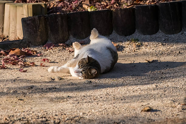 Playful tabby cat lying on grass showing belly