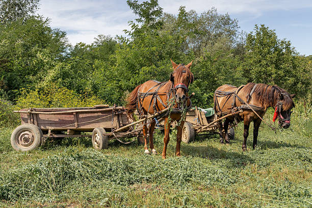 istock Two horses pulling wooden carts on a sunny day, showcasing traditional farming methods in a european countryside 2243927959