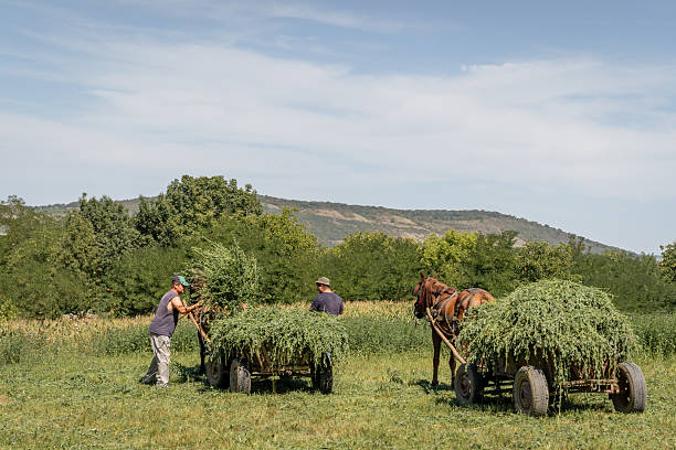 istock Farmers manually loading fresh hay onto horse-drawn carts in a rural romanian field during harvest season 2243927982