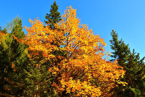 Yellow and orange colored sycamore maple (Acer pseudoplatanus) tree canopy