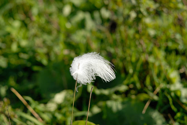 A close-up, blurry image featuring a small area of focus on large grass leaves, with a warm, orange-hued grass contrasting against a clear sky at sunset. The soft, blurred edges create a dreamy atmosphere, making this image an ideal background for design projects, offering a serene and natural vibe. Perfect for conveying peaceful, tranquil moments in nature.