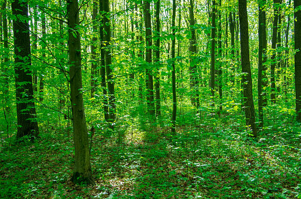 Forest trees. nature green wood sunlight backgrounds
