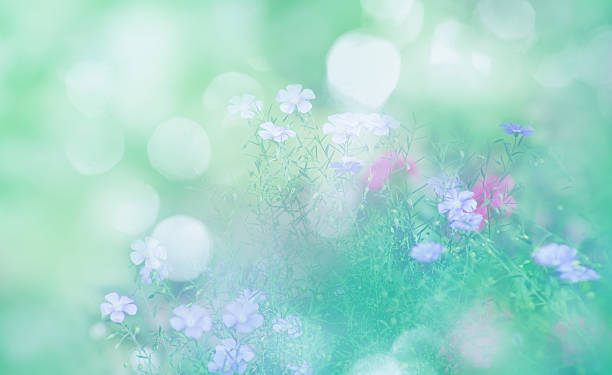istock Wild blue flowers on a meadow in summer close-up 2243930198
