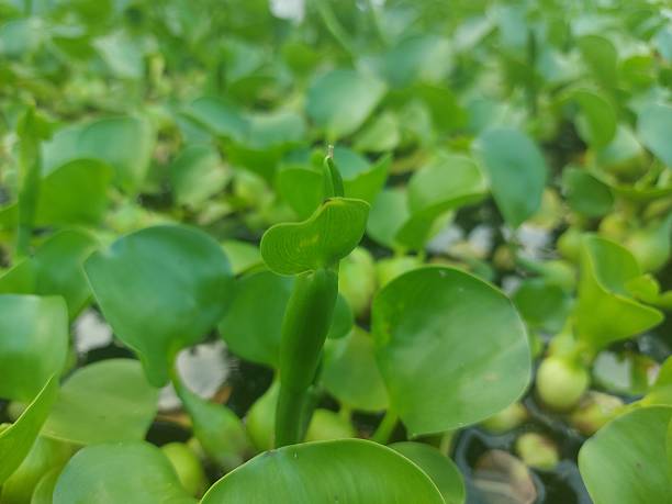 istock Delicate Purple Water Hyacinth Blooms Floating on Greenery 2243933680