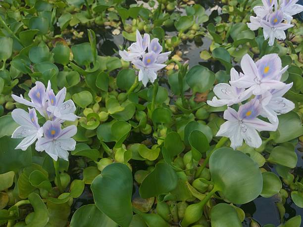istock Delicate Purple Water Hyacinth Blooms Floating on Greenery 2243933683