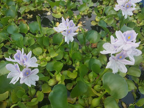 istock Delicate Purple Water Hyacinth Blooms Floating on Greenery 2243933697