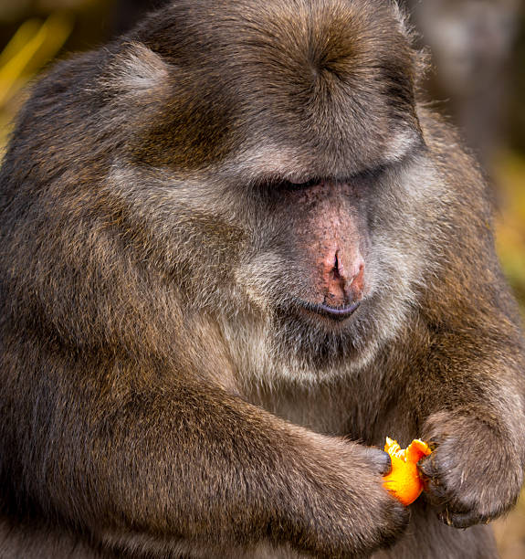 Charming close-up portrait of a wild macaque monkey intently examining a bright orange fruit clutched in its paw, with soft pink facial features, soulful dark eyes, and textured brown fur conveying playful intelligence and natural curiosity. The blurred verdant foliage backdrop enhances the intimate wildlife moment, highlighting themes of primate behavior, exotic habitats, environmental harmony, or joyful discovery. Ideal for editorial wildlife stories, travel inspiration, animal conservation visuals, or lifestyle content. High-resolution, royalty-free stock photo perfect for magazine spreads, educational materials, social media graphics, or motivational posters.