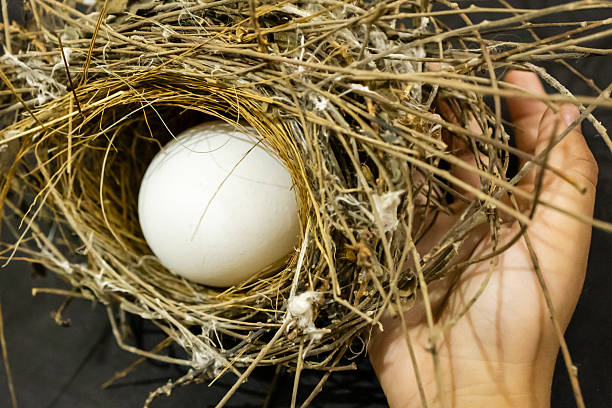 hands gently holding natural bird's nest with large white egg inside