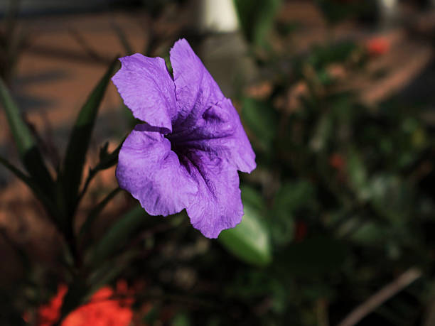 istock purple Ruellia flower (Mexican Petunia) 2243935674