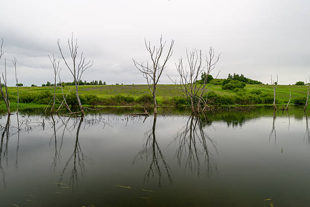 A serene and peaceful wetland scene showcasing trees with beautiful reflections on calm waters beneath a cloudy sky