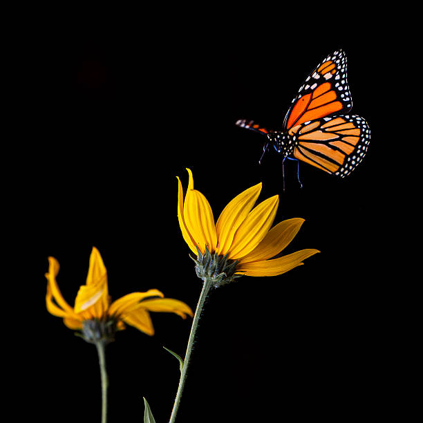A vibrant monarch butterfly with orange, black, and white markings hovers gracefully near a pair of yellow flowers. The green stems and leaves contrast beautifully against the dark background, highlighting the delicate details of both the butterfly and the blooms. This image captures a peaceful moment in nature, ideal for themes of pollination, wildlife, and garden beauty
