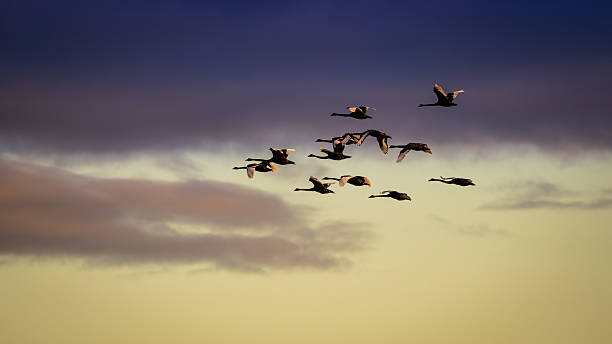 istock Flock of Black Swans Flying at Sunset Under Dramatic Clouds 2243937746