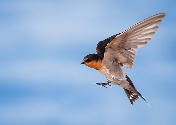istock Swallow in Flight Against Clear Blue Sky 2243937769