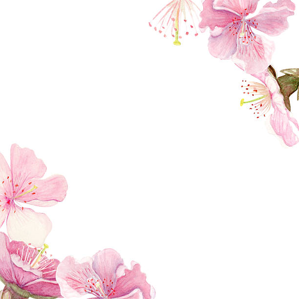 istock Pink sakura flowers, green leaves watercolor corner composition isolated on white. 2243937898