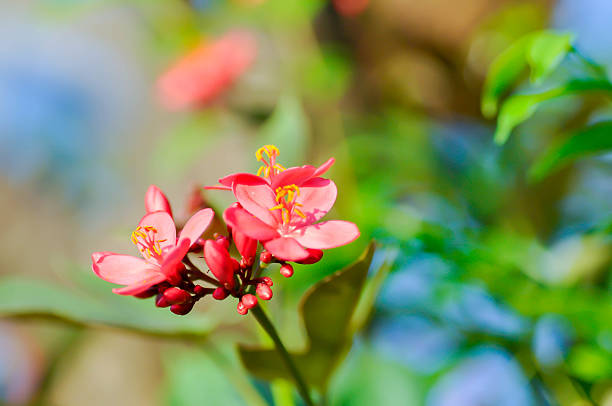 Cotton leaved jatropha, EUPHORBIACEAE or  Jatropha integerrima or  Jatropha integerrima Jacq or Peregrina or Spicy jatropha or pink flower or fuchsia flower in the garden
